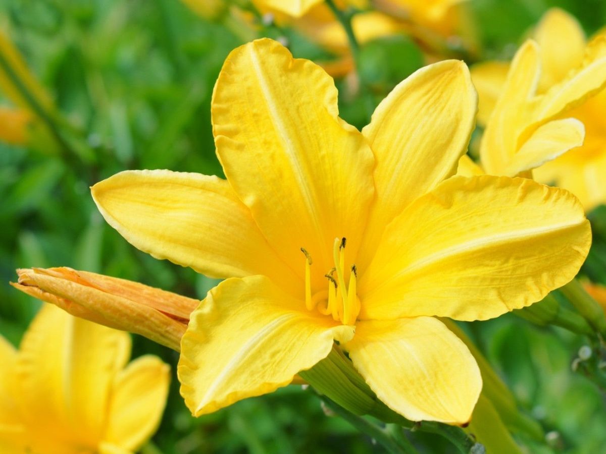Sunny Yellow Flowers That Bloom In Summer Gardening Know How