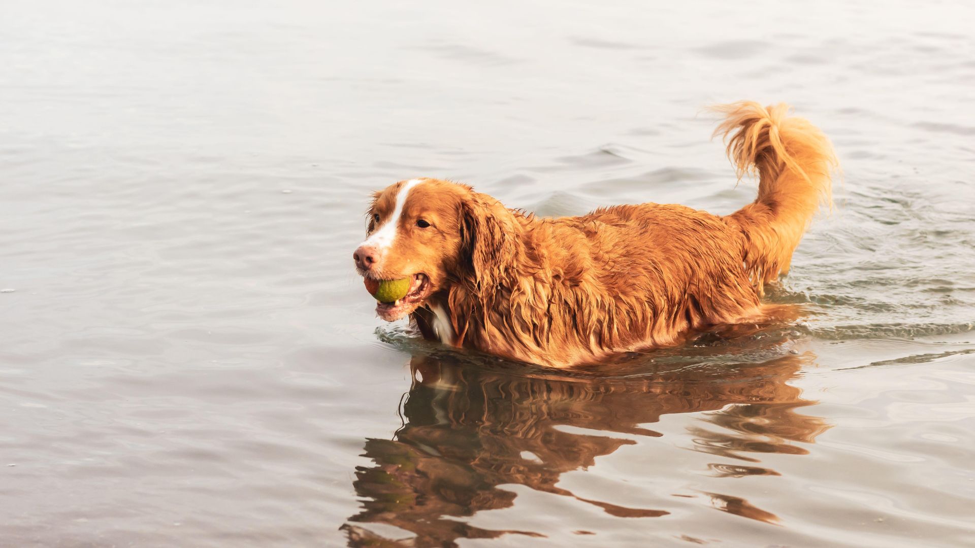 Toller retrieving a ball from water
