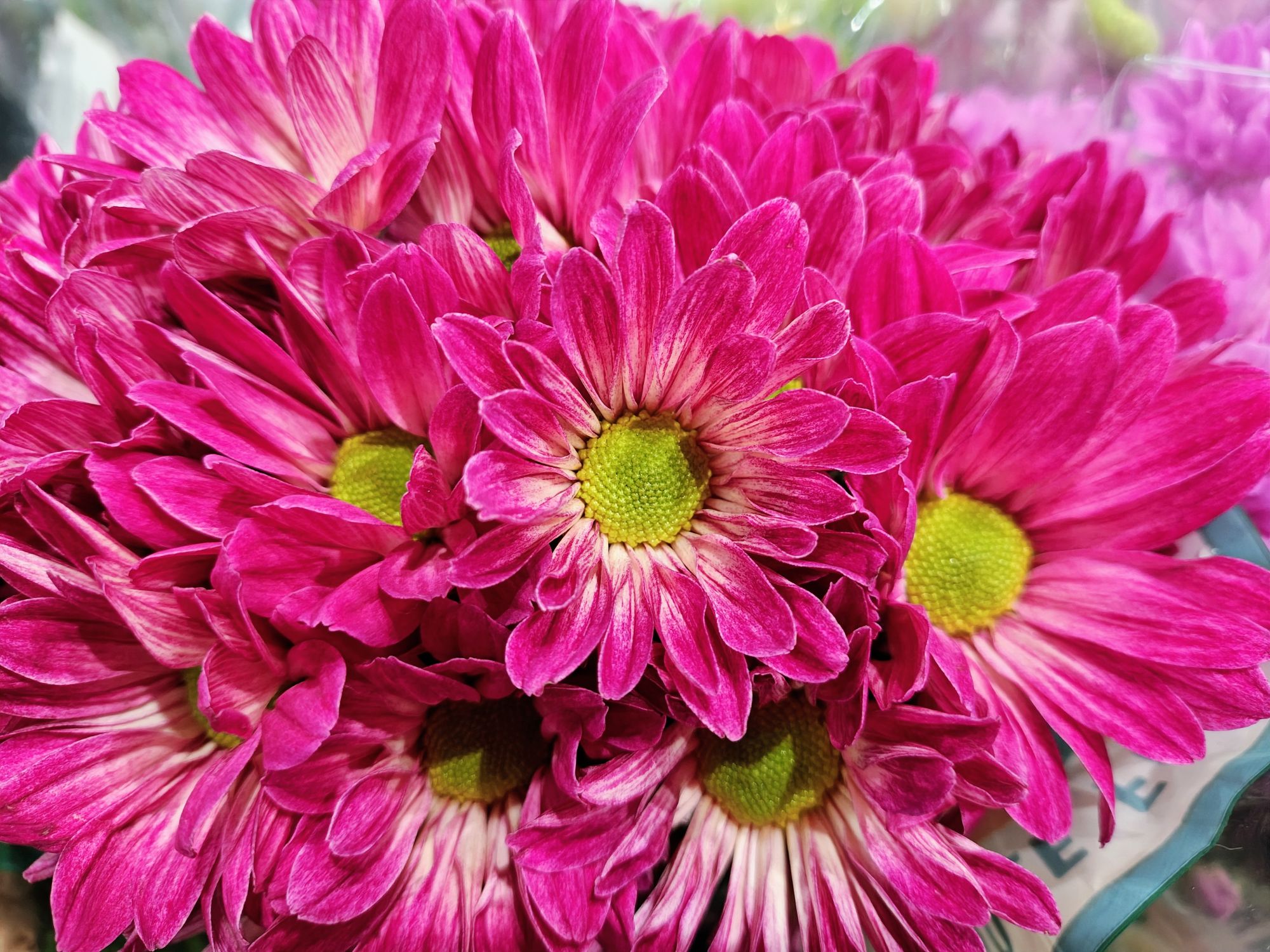 Motorola Razr Plus 2024 macro sample.