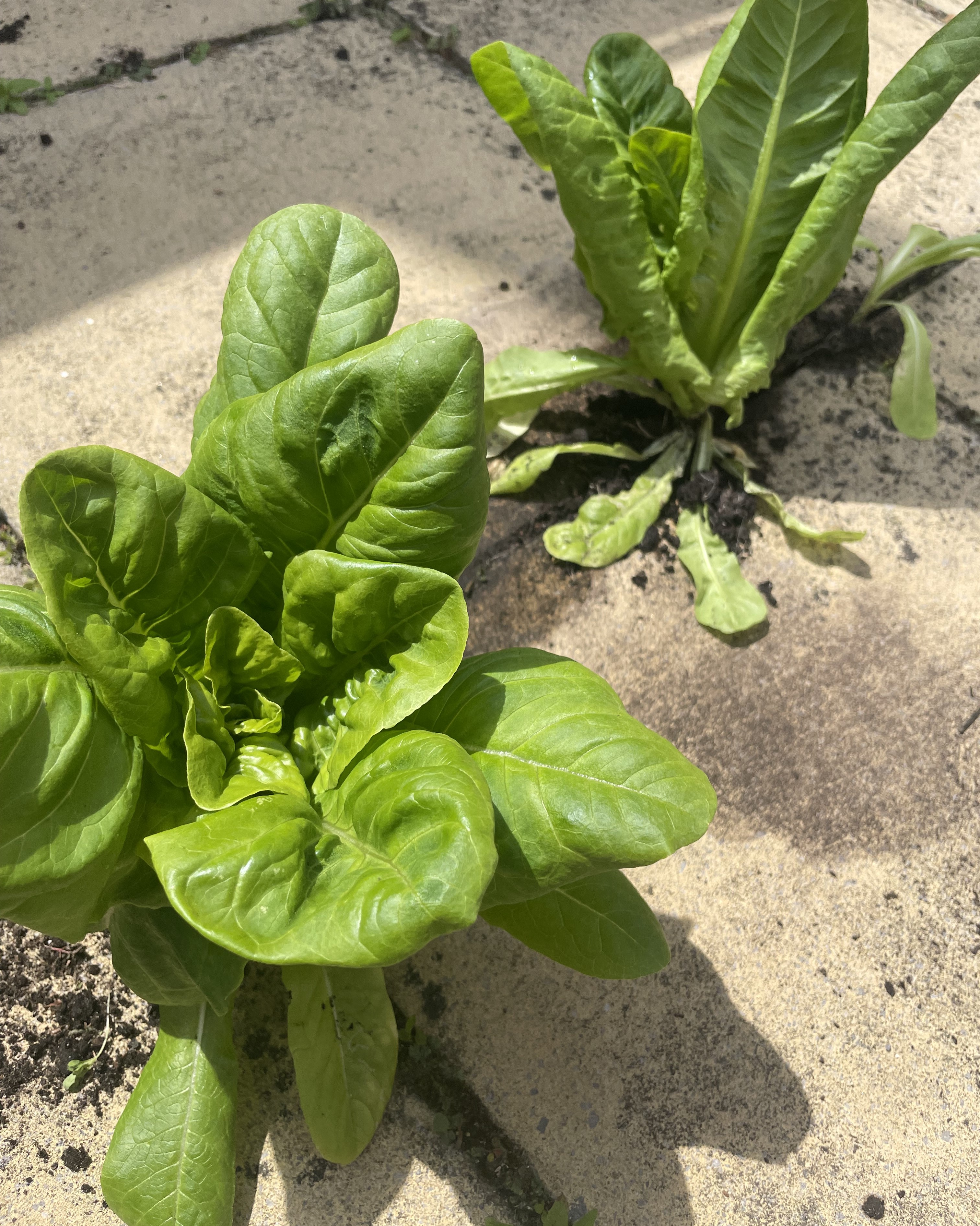 Lettuce growing out of white block paving