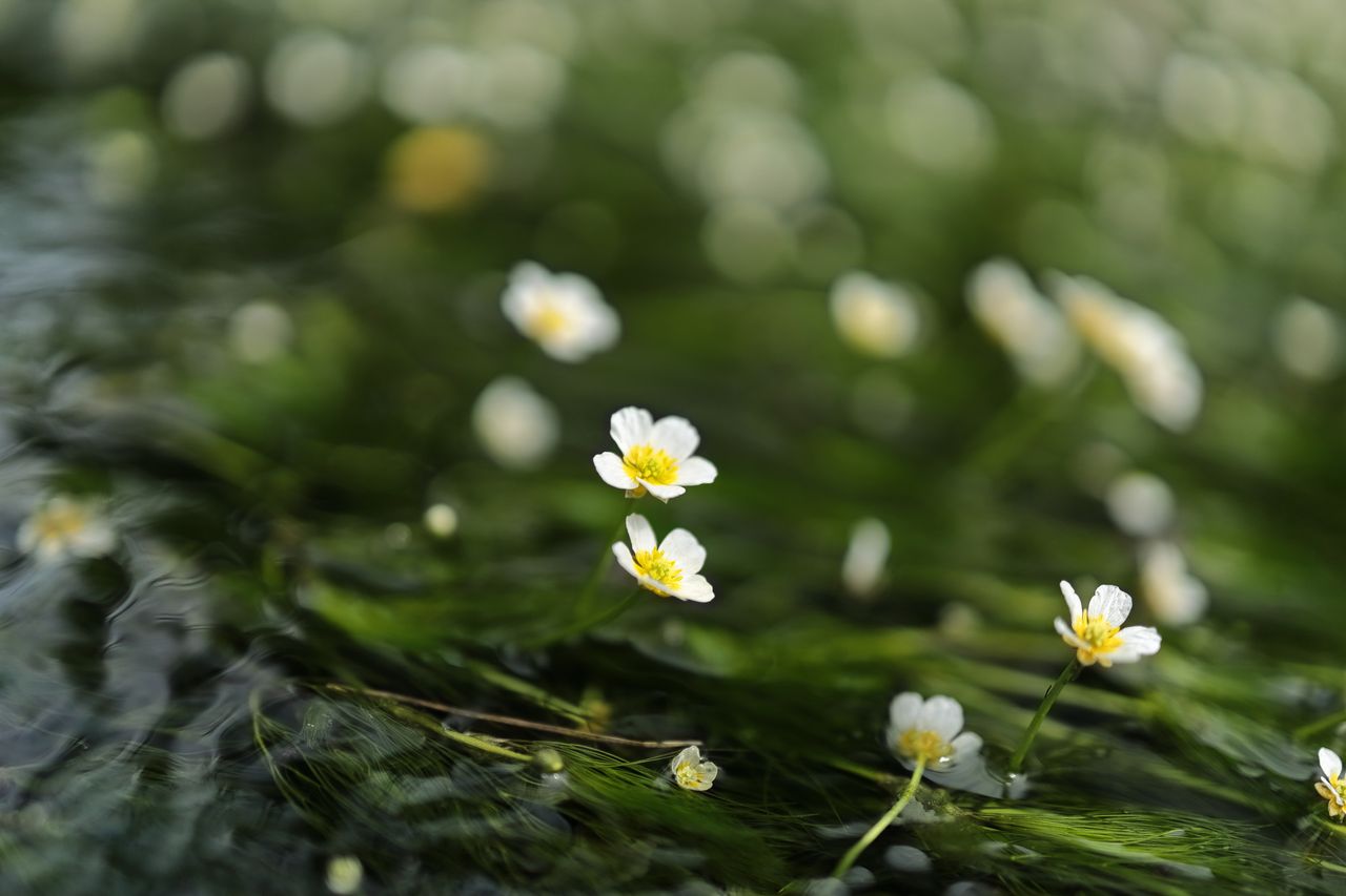 Best pond plants keep your pond healthy and looking beautiful