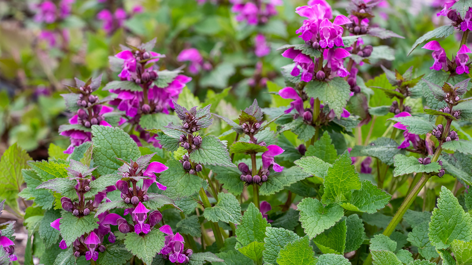Dead nettle plant