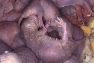 Naked mole rat breeding, naked mole rat sperm, naked mole rat fertility, eusocial animals, naked mole rat sperm, odd types of sperm, odd mating strategies, sperm competition, competition and evolution, 