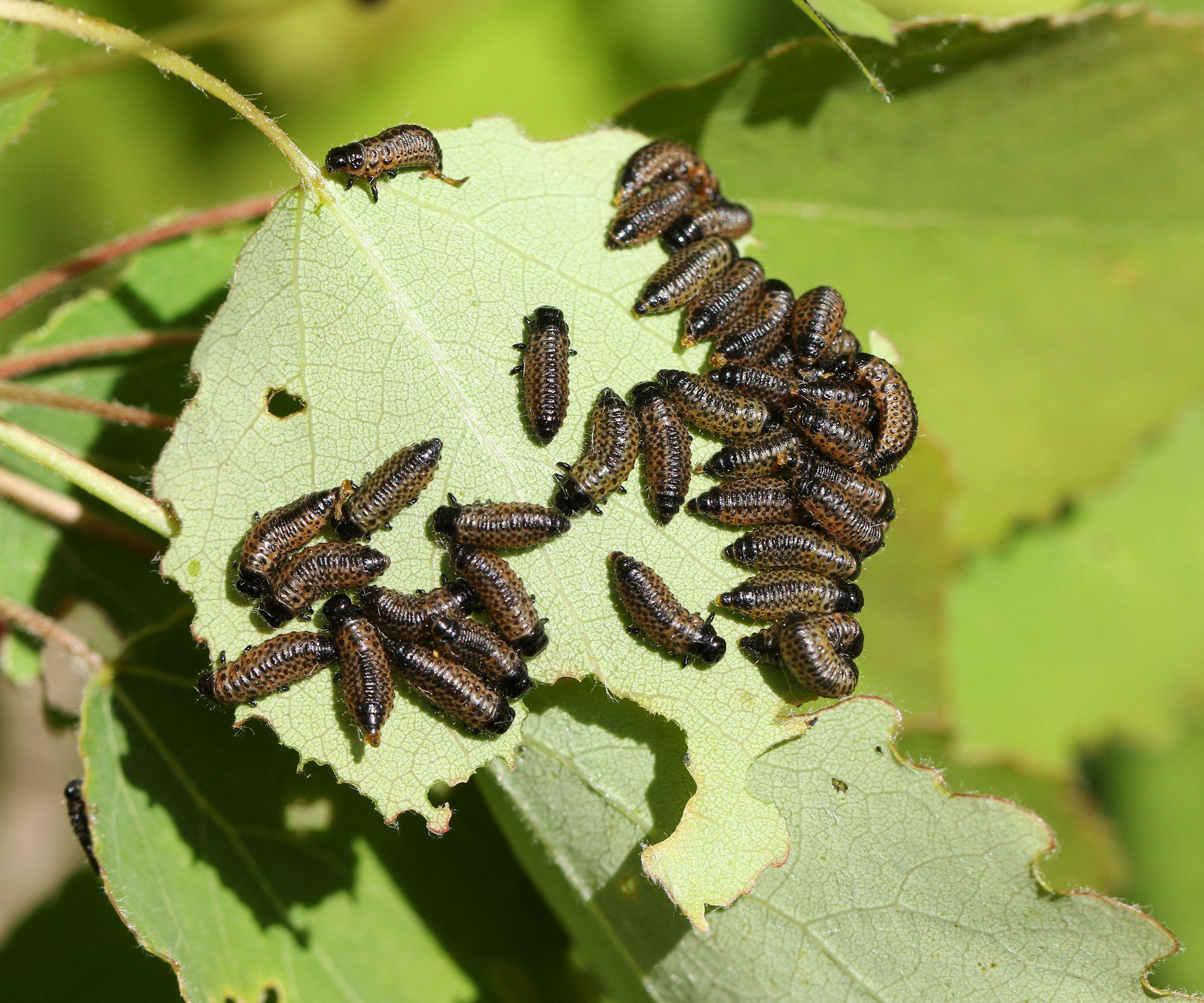 A group of Viburnum leaf beetle larvae, feeding on an Aspen tree leaf
