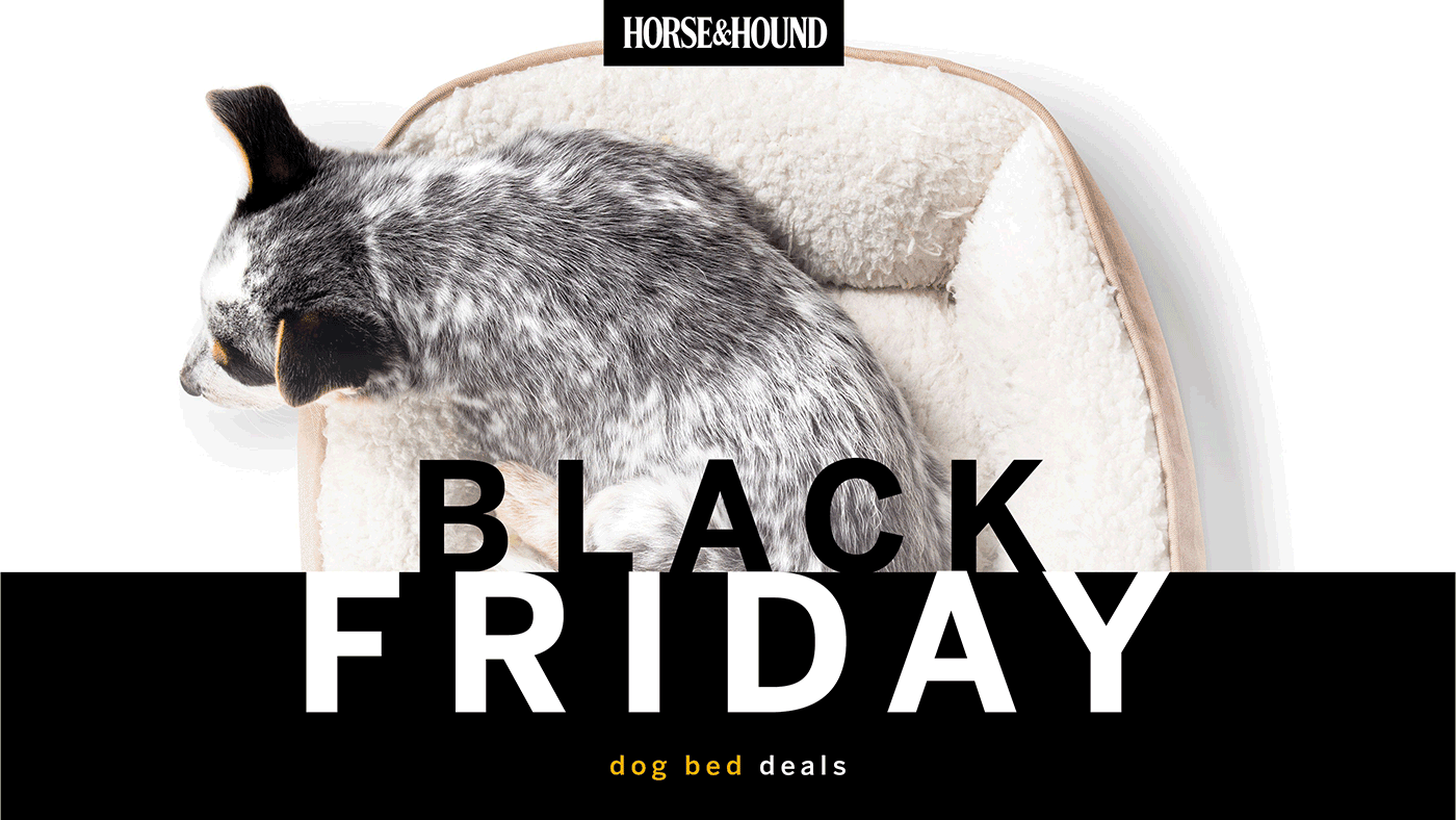 Black Friday Dog Bed Deals graphic