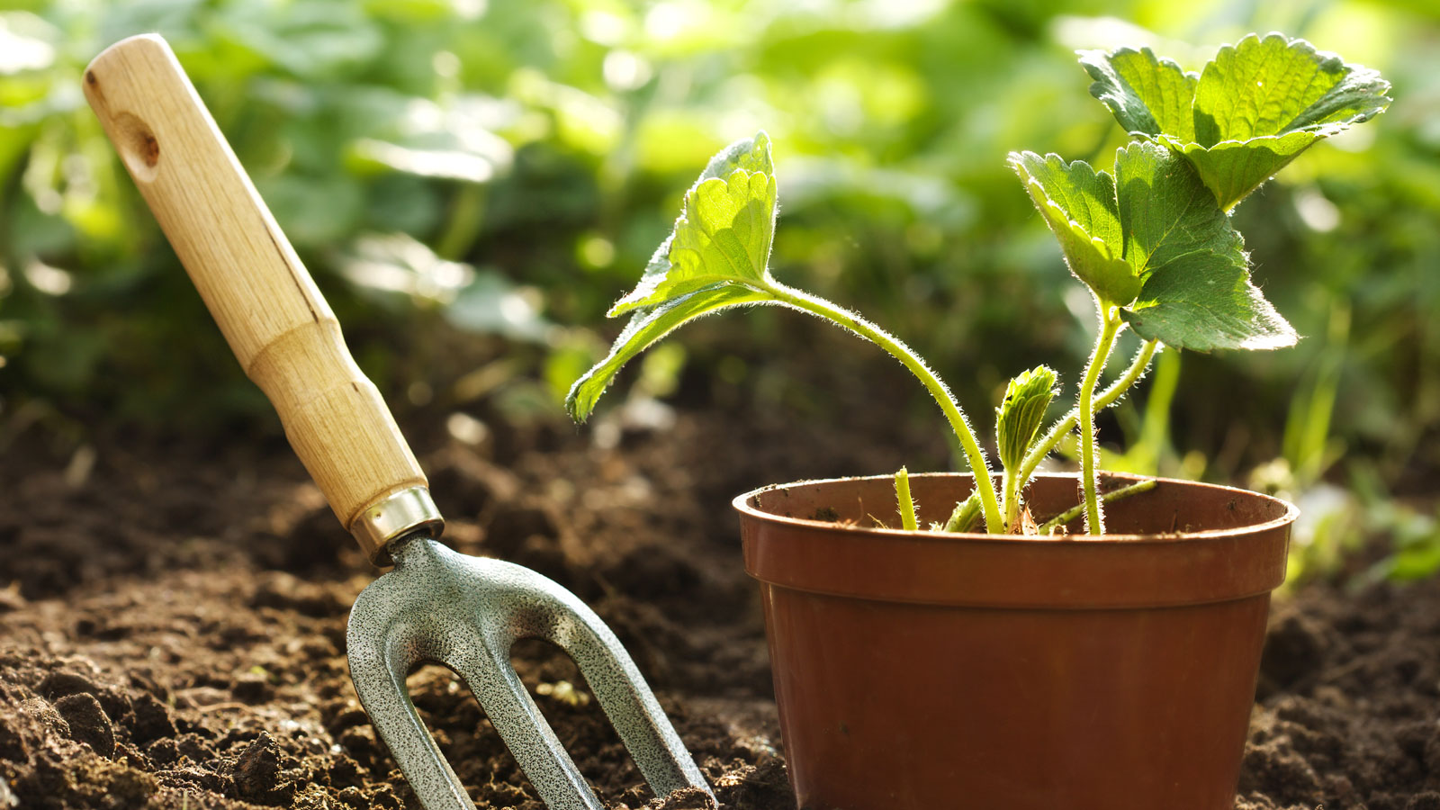 propagating strawberry plant from runner
