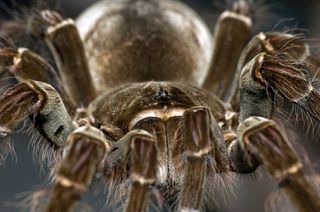 A close-up image of the Goliath birdeater spider (Theraphosa blondi).