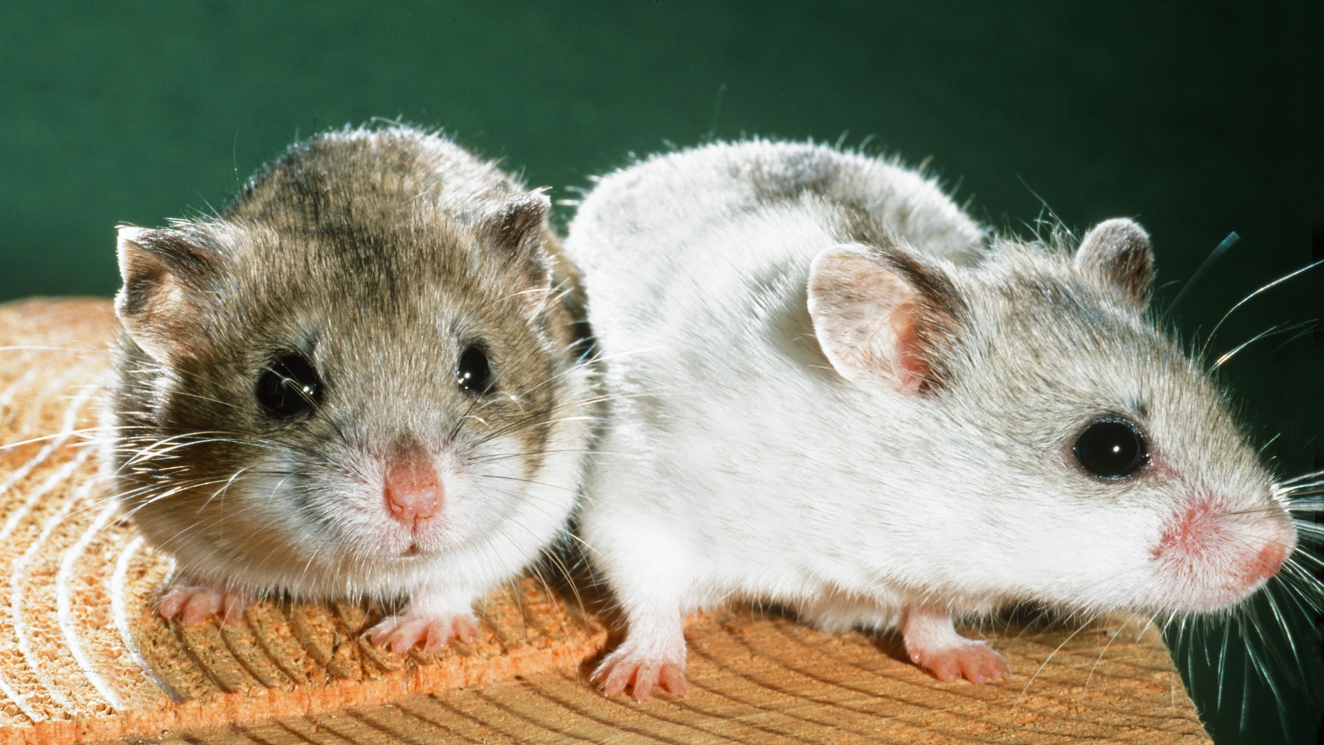 2 Chinese hamsters of different variations
