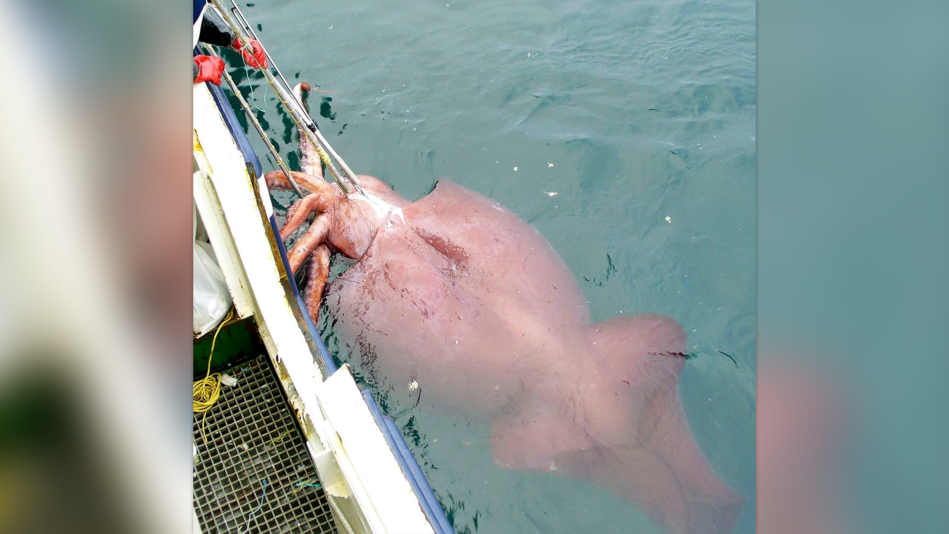A colossal squid caught on a New Zealand long-line fishing boat in the Ross Sea near Antarctica.