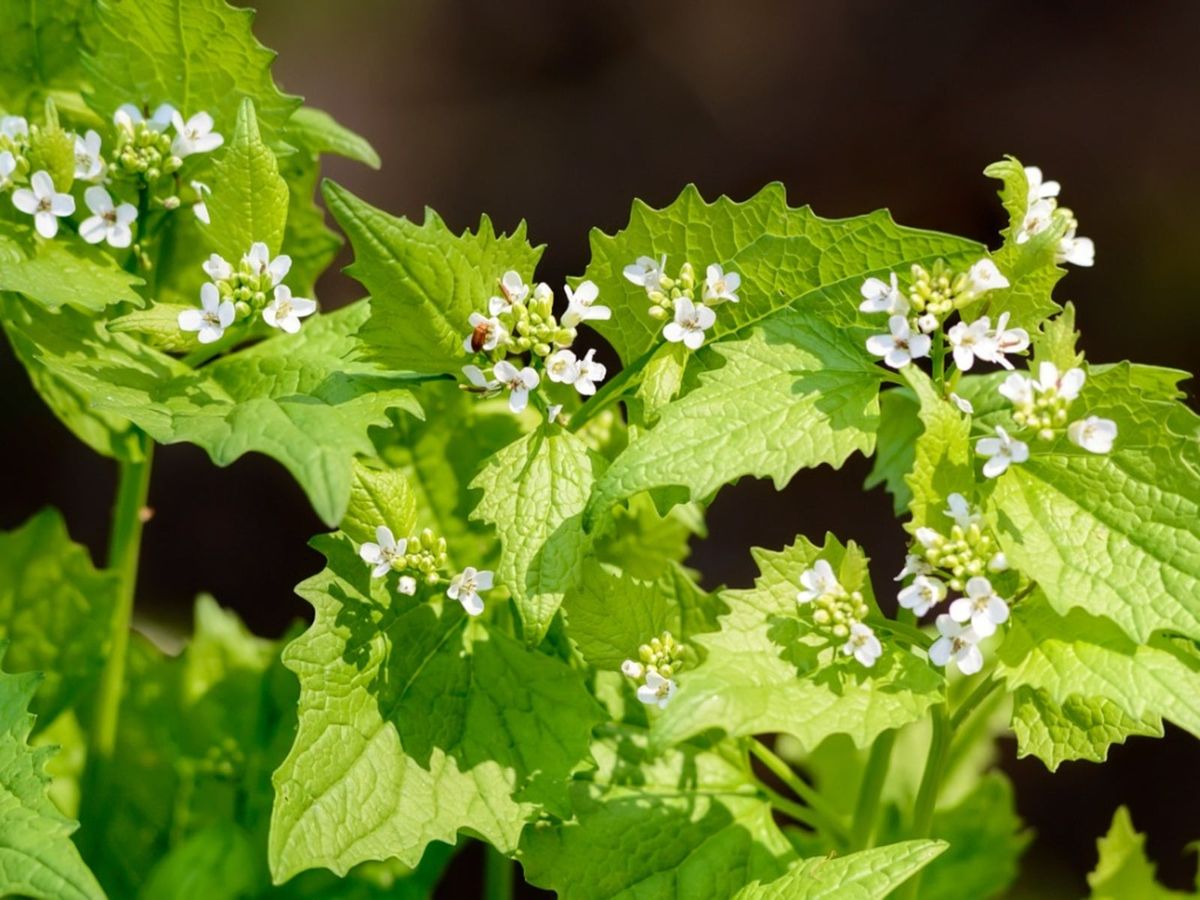 Garlic Mustard Weeds How To Control Garlic Mustard Plants Gardening