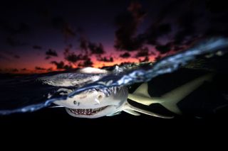 a lemon shark in low light looking straight at the camera