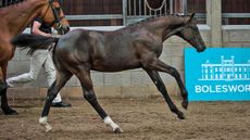 Casalljack_Sideshot.jpg