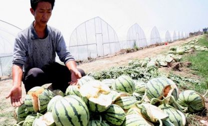 A Chinese farmer shows off his exploded watermelons, the unhappy result of an overdose of growth chemicals. 