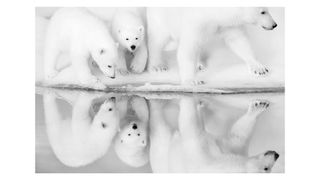 Photo of a group of polar bears next to a pool of water, by Kyriakos Kaziras