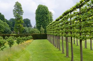 Pleached limes
