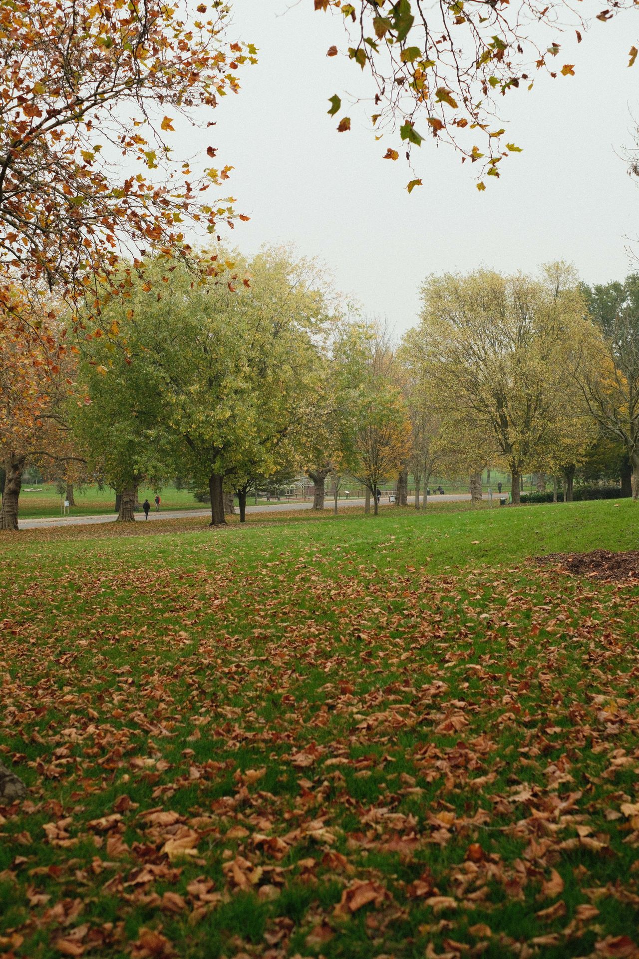 Green grass in a park littered with brown autumn leaves
