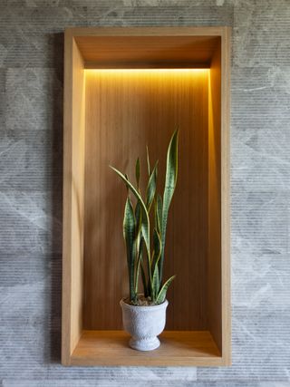 A snake plant on display in a wooden nook with lighting