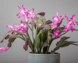 pink Christmas cactus in pot