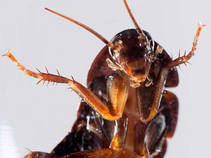 140616-wd-cockroach.jpg