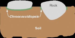 In many desert environments, the cyanobacteria Chroococcidiopsis grows on the undersides of transparent rocks, just beneath the surface.
