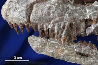 Skull of the new species of sauropodomorph dinosaur.