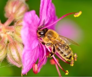 Bee collecting pollen on geranium