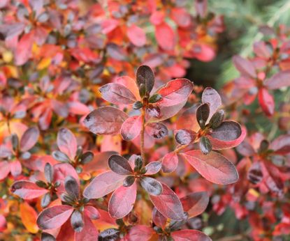 15 Amazing Types Of Azaleas For Jaw-Dropping Spring Color | Gardening ...