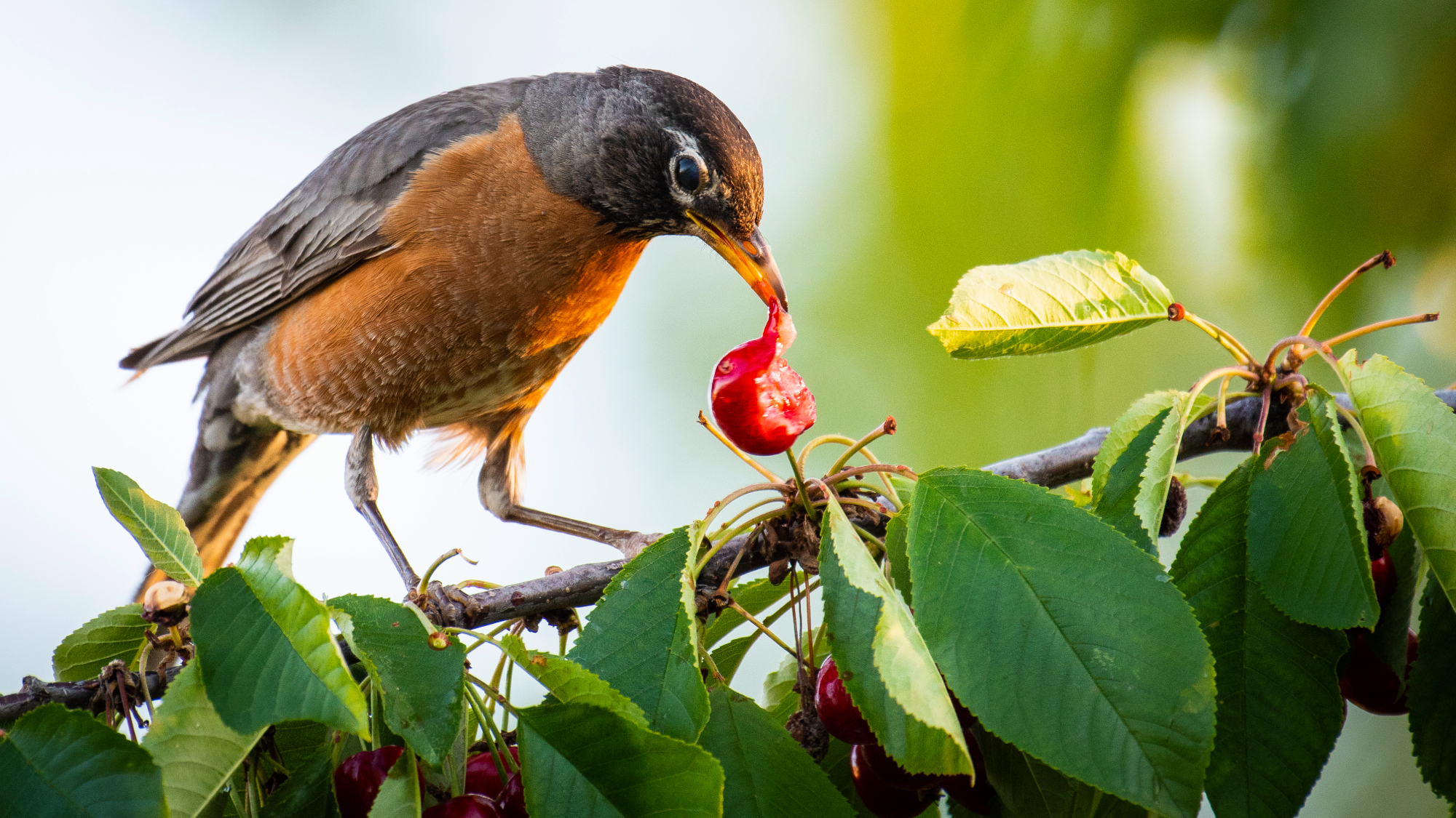 robin eating cherry in tree
