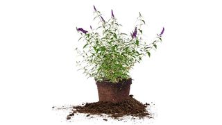 small butterfly bush