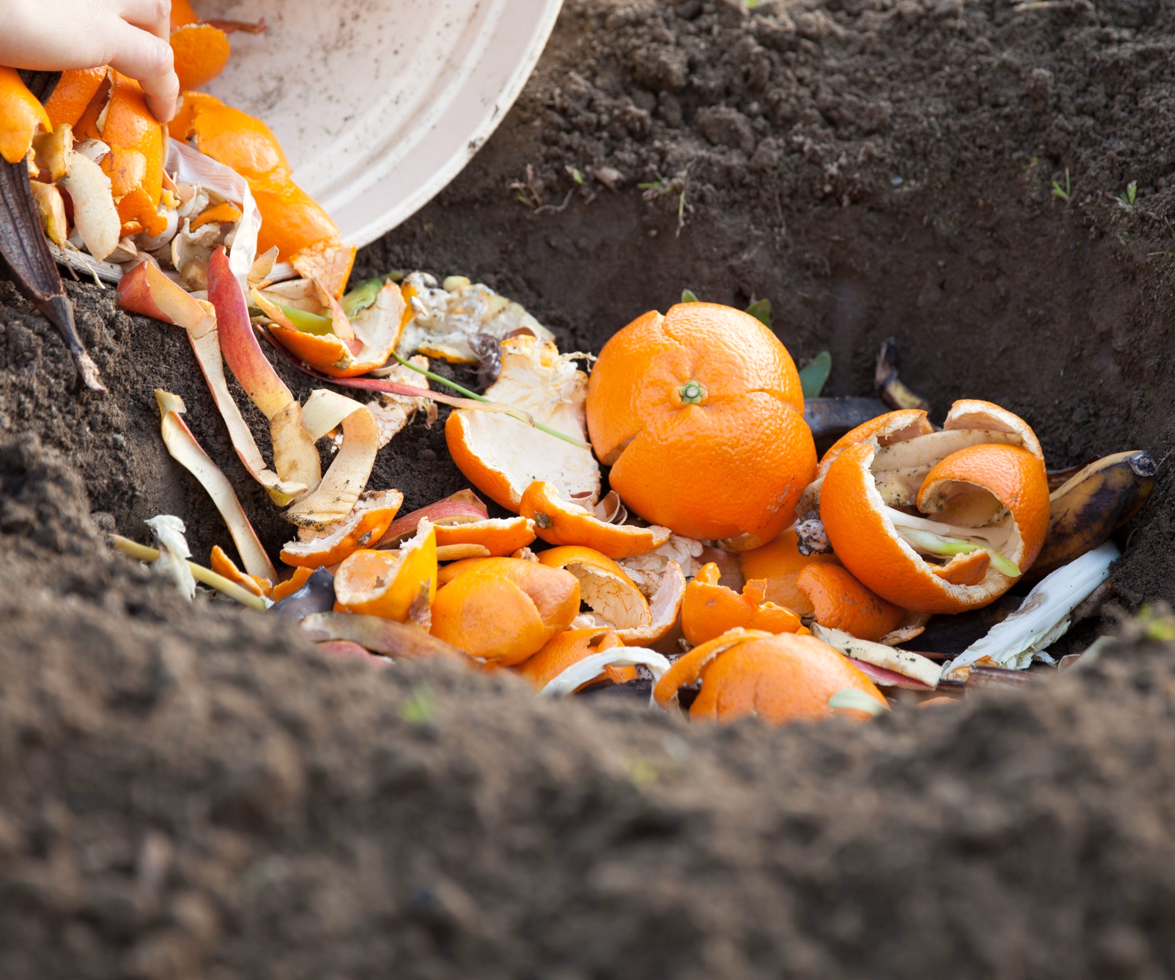 orange peels in the garden being added to soil