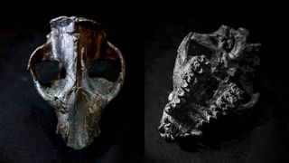 two photos show a fossilized skull of Pantolambda from above and below