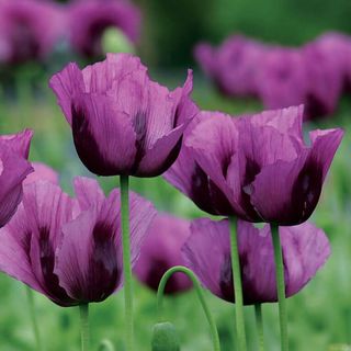 Hungarian blue poppy flowers in bloom