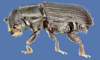 pine-beetle
