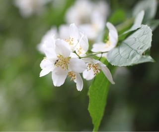 Philadelphus ‘Minnesota Snowflake’