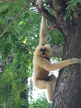 One of 2,500 yellow-cheeked crested gibbon counted in the recent WCS survey.