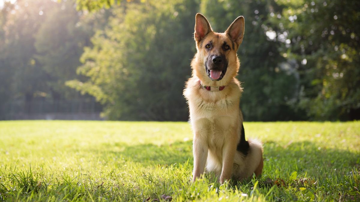 German Shepherd sitting on the grass