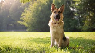 German Shepherd sitting on the grass