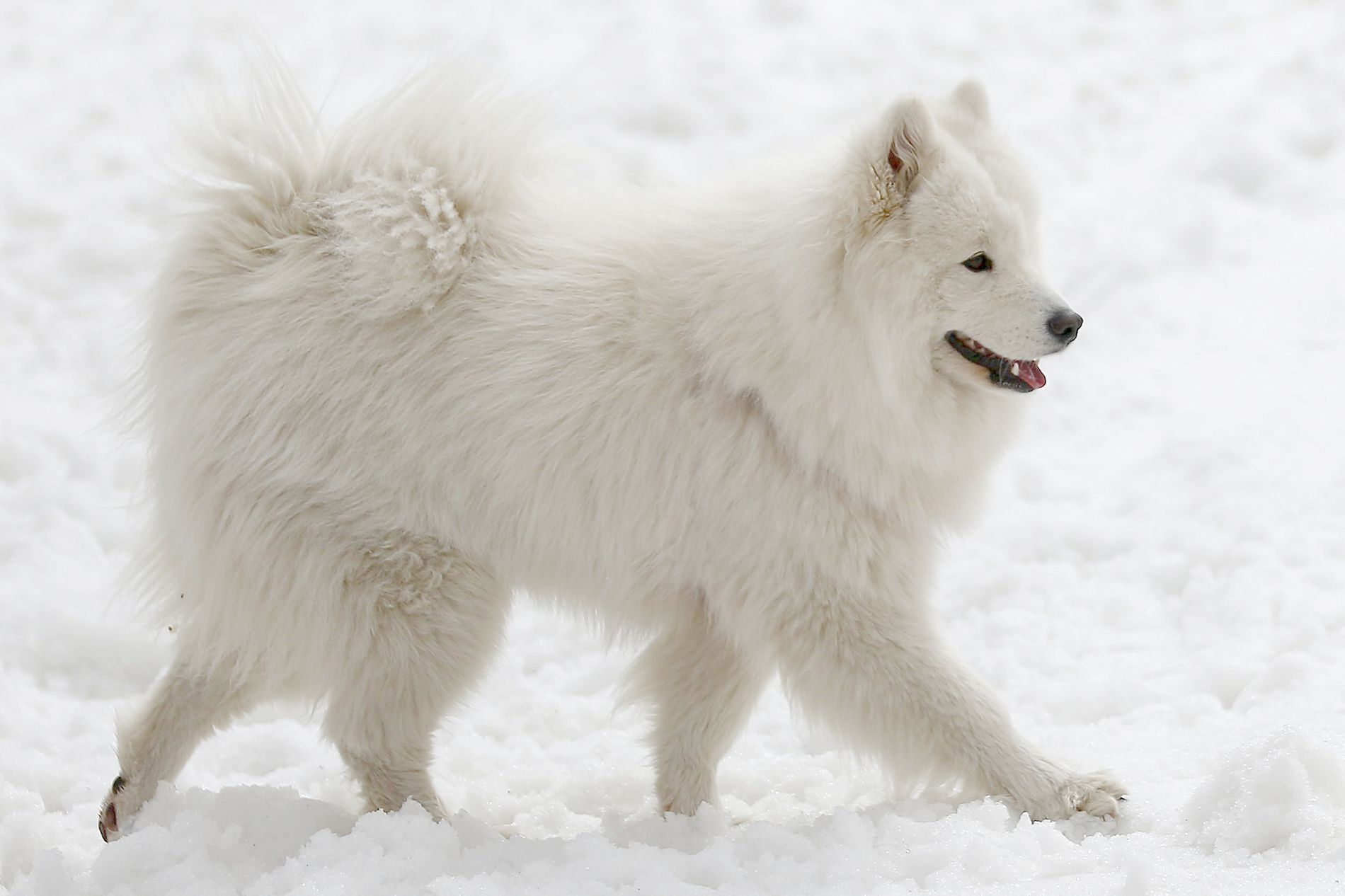 GuruShots - Mostly White October 2025