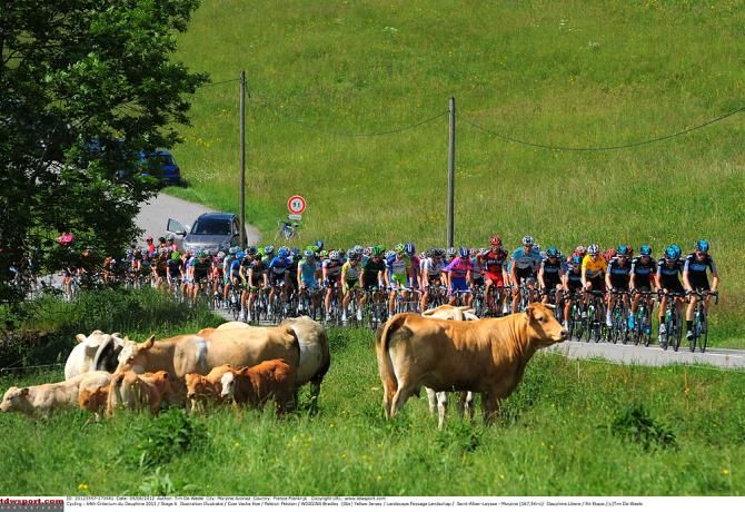 The cows don't need any practice