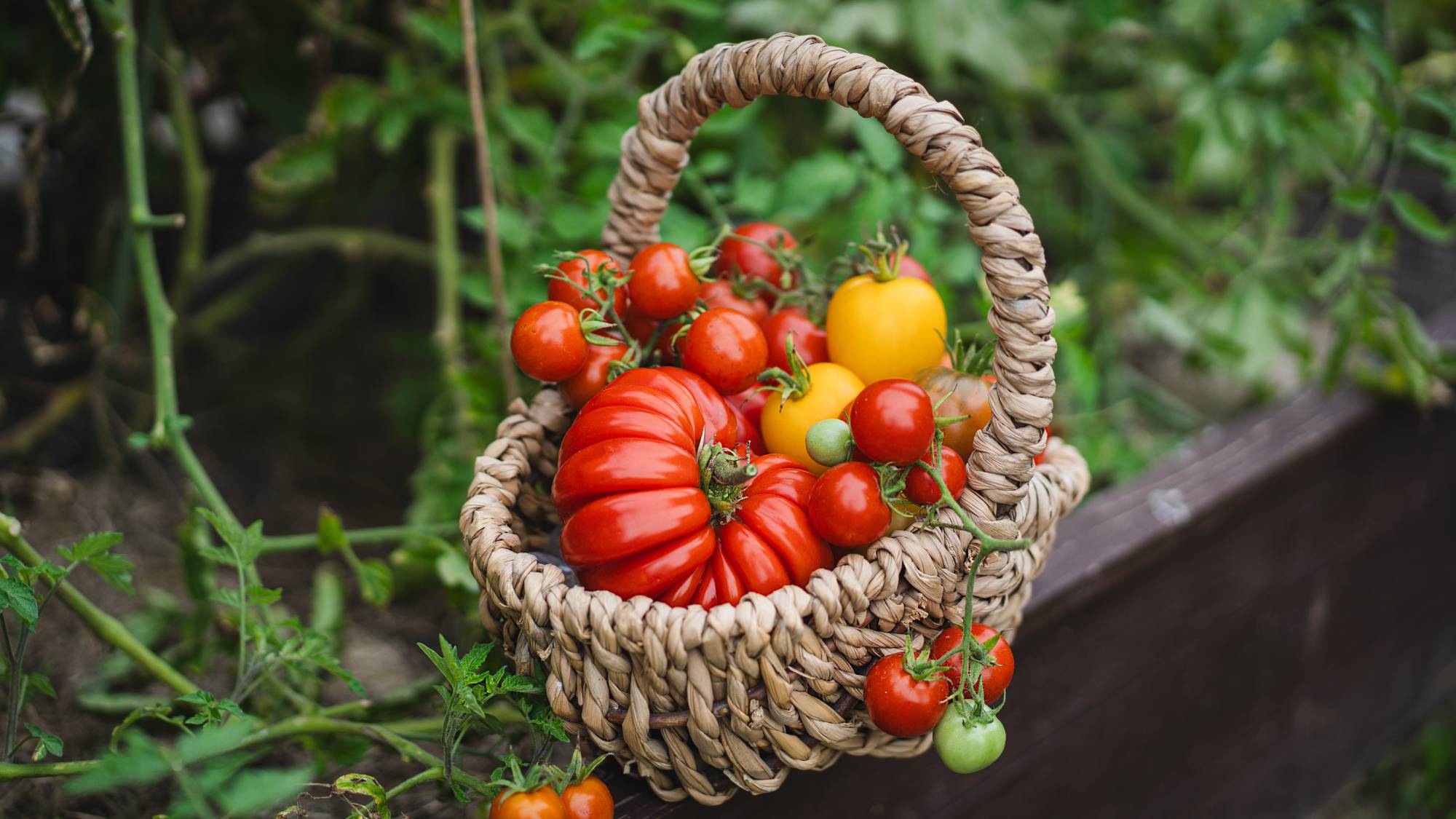 Basket full of heirloom tomatoes