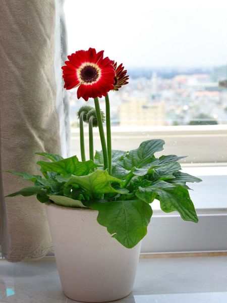 Indoor Potted Gerbera Daisies On Windowsill