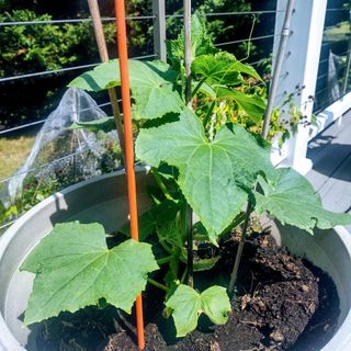 Cucumber plant growing in pot in balcony garden with support canes