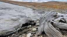 A whitebark pine subfossil revealed beneath a melting ice patch in the Yellowstone region.