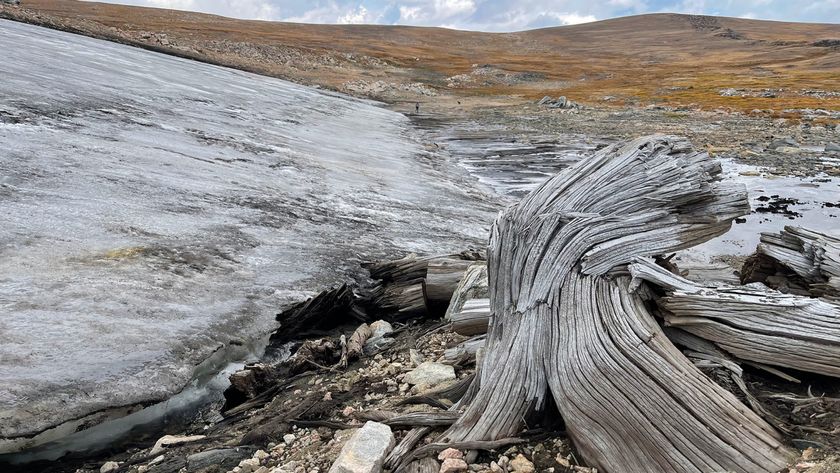 A whitebark pine subfossil revealed beneath a melting ice patch in the Yellowstone region.