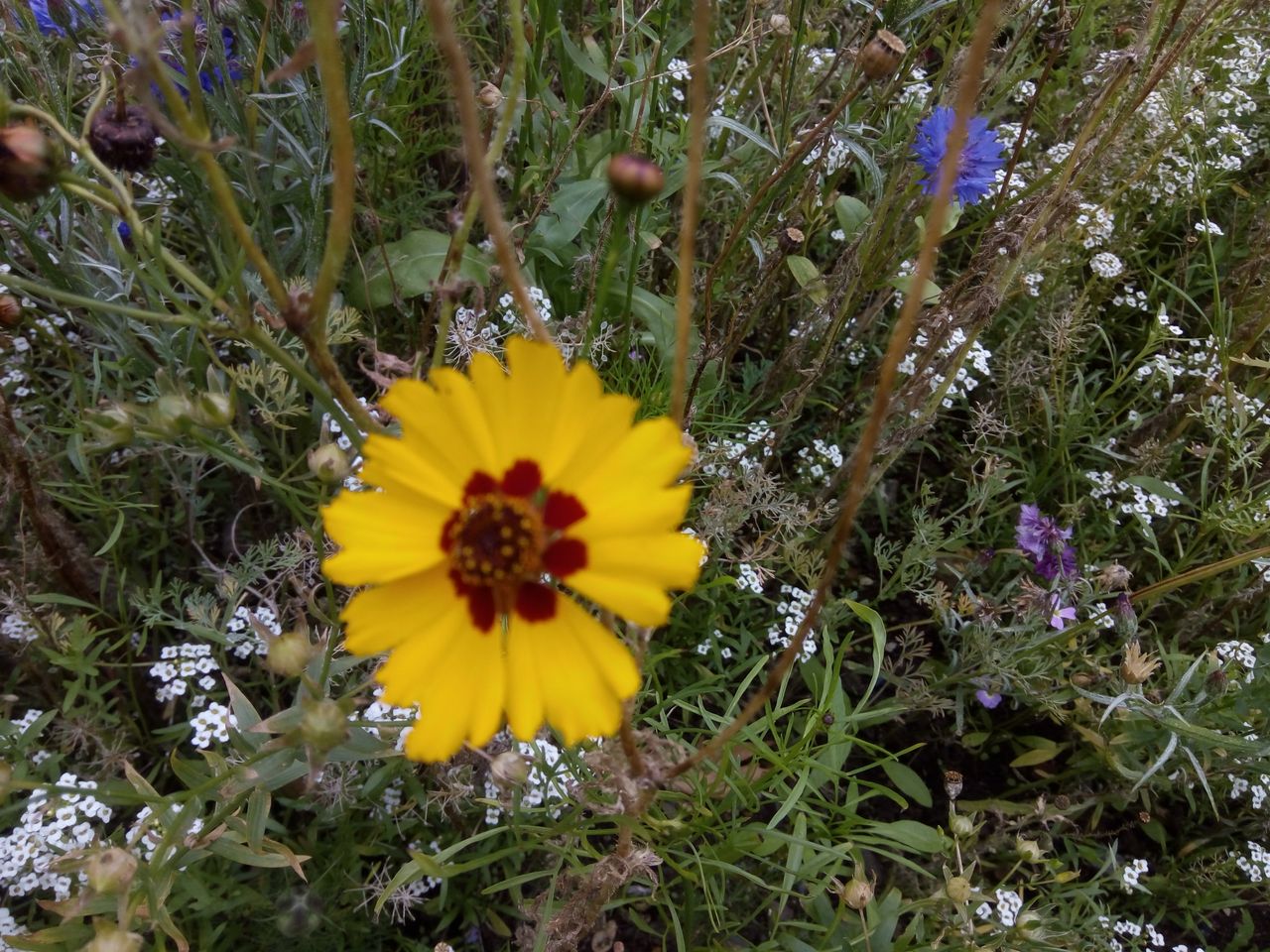 The middle of three shots, all trying and failing to focus on the yellow flower