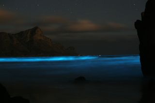 Plankton blue tide
