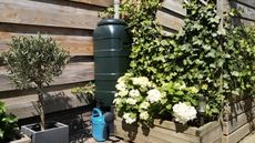 Rain barrel next to a wooden planter with a trellis covered in ivy 