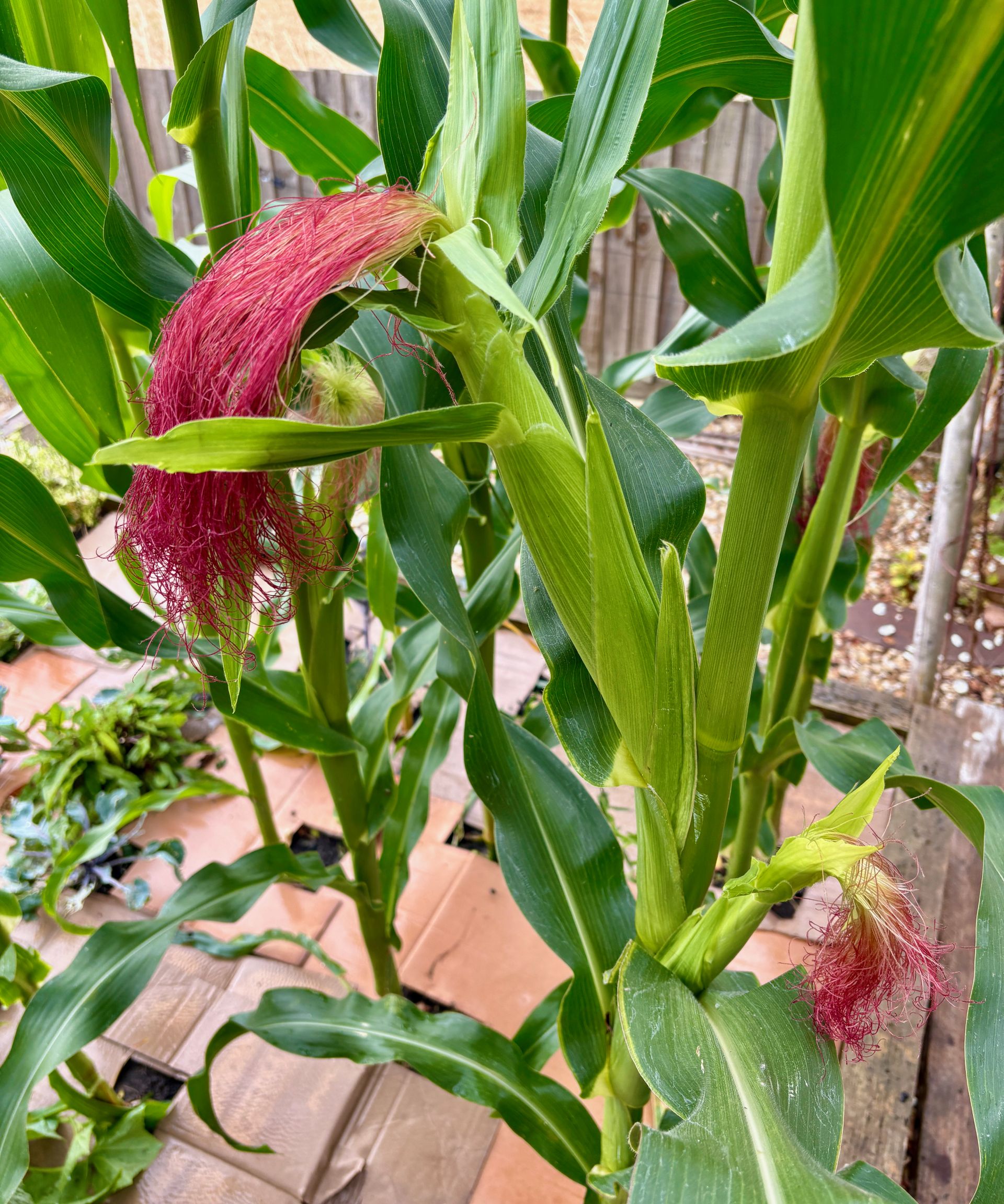 corn on the cob growing in a vegetable bed mulched with cardboard