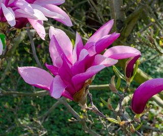 pink flowers of Magnolia 'Betty'