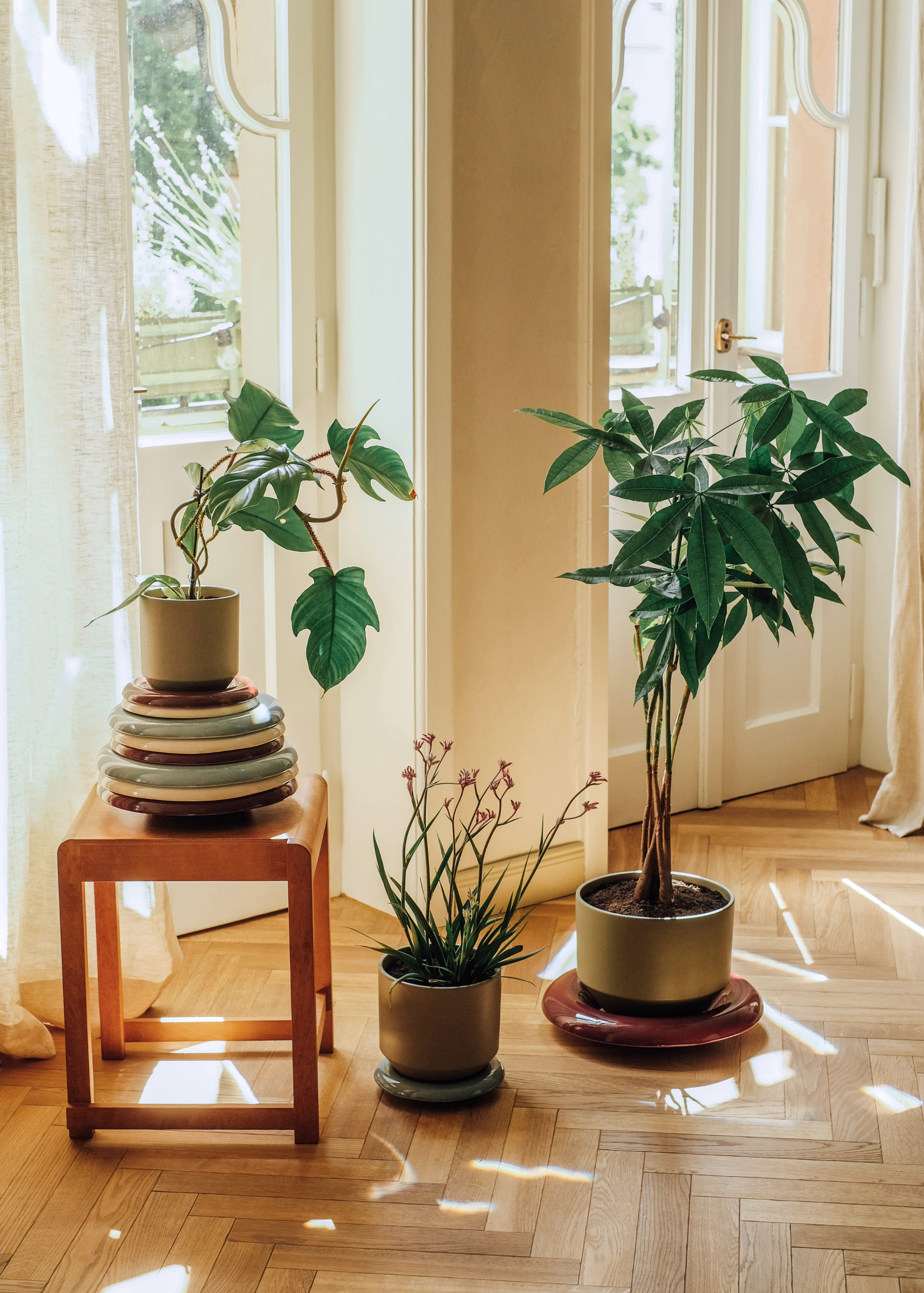 A living room with white doors, sheer curtains and herringbone wood flooring with a wood stool featuring a potted plant on a stack of glazed ceramic saucers, beside a potted flowering plant and a paper tree